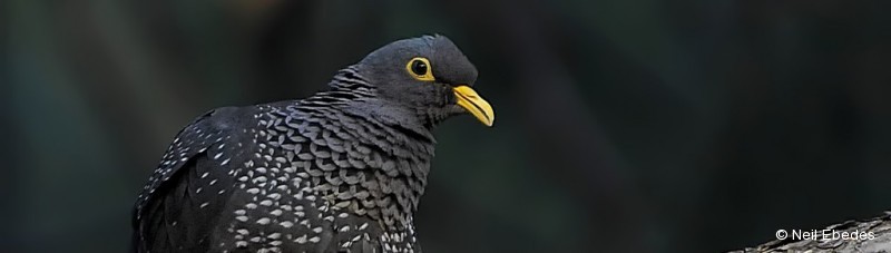 Olive-pigeon, African