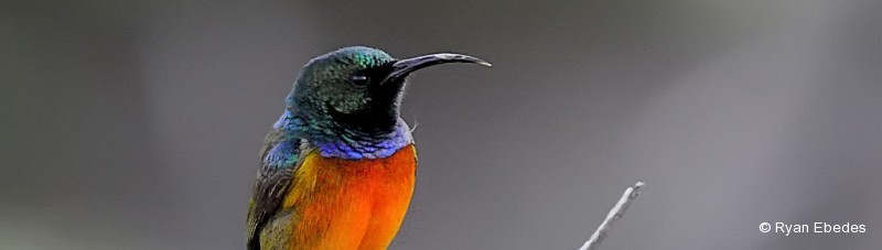 Sunbird, Orange-breasted