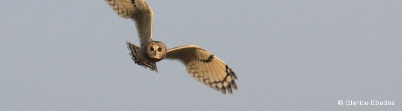 Owl, Marsh
