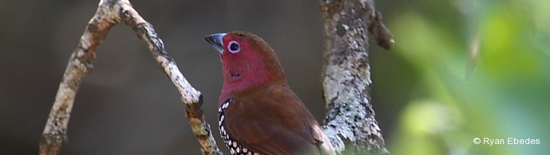 Twinspot, Pink-throated