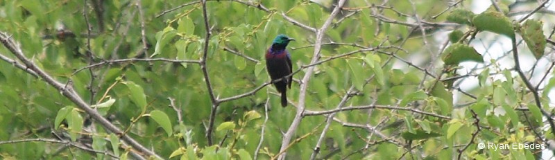Sunbird, Purple-banded