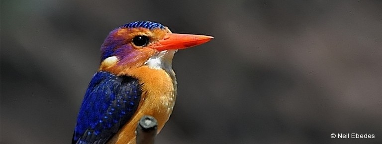 Kingfisher, African Pygmy