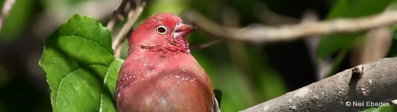 Firefinch, Red-billed