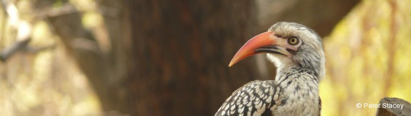 Hornbill, Red-billed