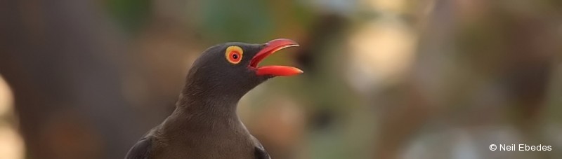 Oxpecker,  Red-billed