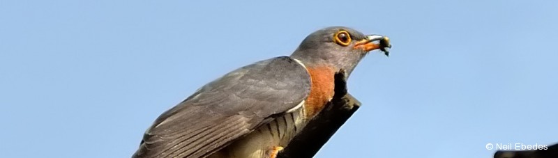 Cuckoo, Red-chested
