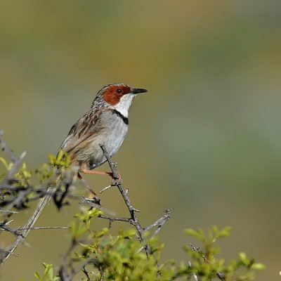 Namaqualand Nature Park,  August 2013