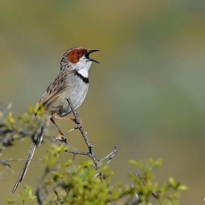 Namaqualand Nature Park,  August 2013