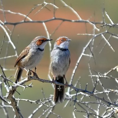 Namaqualand Nature Park,  August 2013