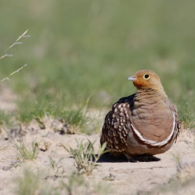 Kgalagadi Transfrontier Park, South Africa and Botswana