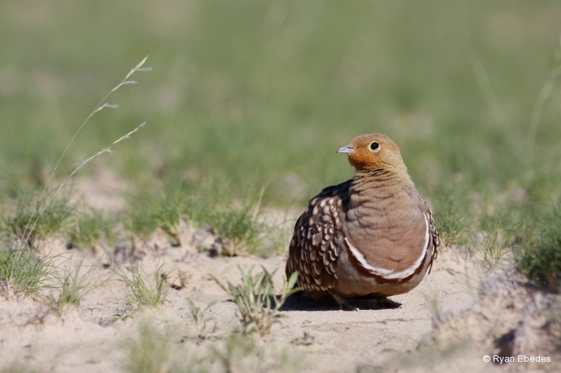 Sandgrouse, Namaqua