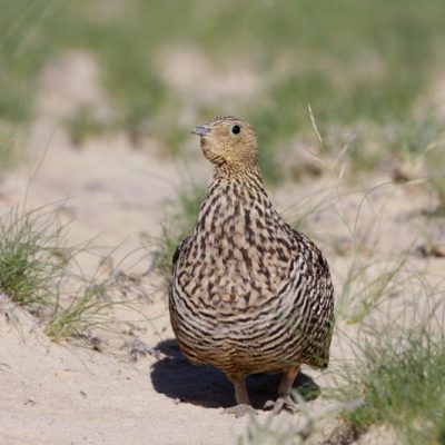 Kgalagadi Transfrontier Park, South Africa and Botswana