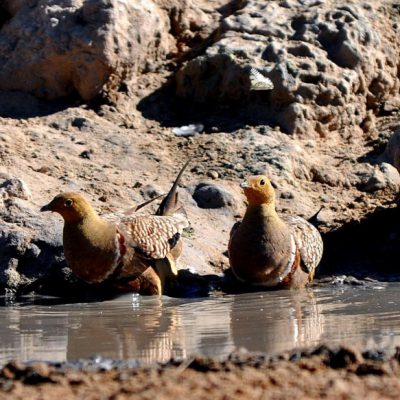 Kgalagadi Transfrontier Park, South Africa and Botswana