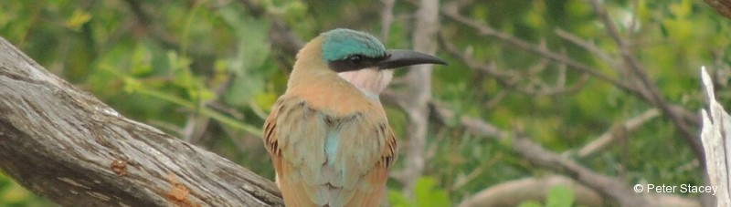 Bee-eater, Southern Carmine