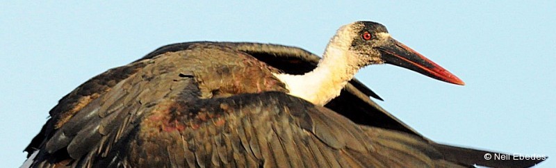 Stork, Woolly-necked