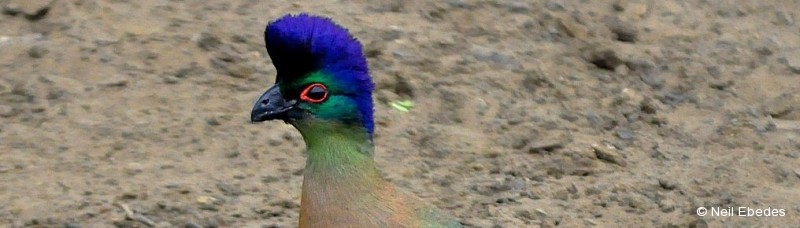 Turaco, Purple-crested