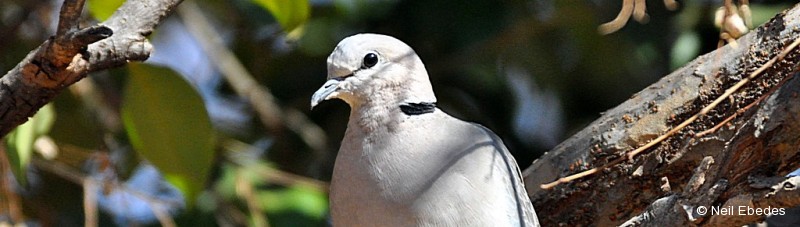 Turtle-dove, Cape