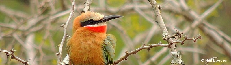 Bee-eater, White-fronted