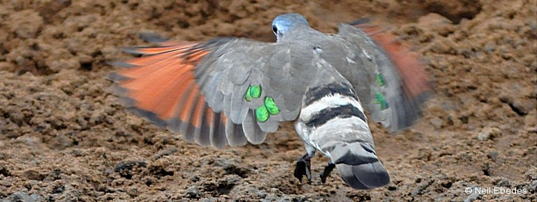 Wood-dove, Emerald-spotted